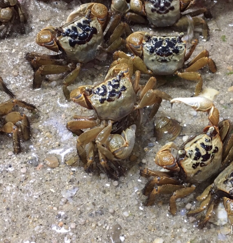 蟛(蟛蜞怎么读)-开云电竞